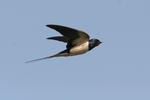 Barn Swallow