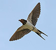 Barn Swallow