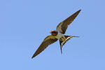 Barn Swallow