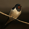 Barn Swallow