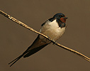 Barn Swallow