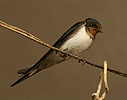 Barn Swallow