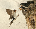 Barn Swallow