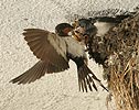 Barn Swallow