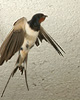 Barn Swallow