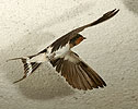 Barn Swallow