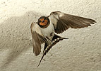 Barn Swallow