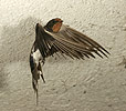 Barn Swallow