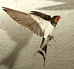 Barn Swallow