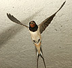 Barn Swallow