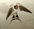 Barn Swallow