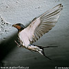 Barn Swallow