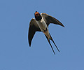 Barn Swallow