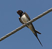 Barn Swallow