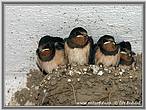 Barn Swallow