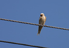 Barn Swallow - Albino