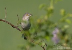 Barred Warbler