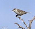 Barred Warbler