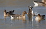 Bean Goose