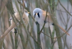 Bearded Reedling