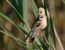 Bearded Reedling