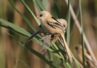 Bearded Reedling