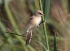 Bearded Reedling