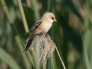 Bearded Reedling