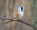 Bearded Reedling