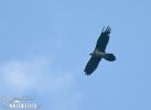Bearded Vulture