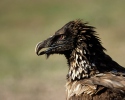 Bearded Vulture