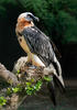 Bearded Vulture