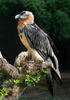 Bearded Vulture