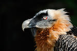 Bearded Vulture