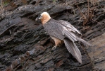 Bearded Vulture