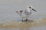 Bécasseau sanderling