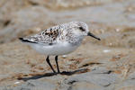 Bécasseau sanderling