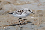 Bécasseau sanderling