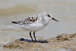 Bécasseau sanderling