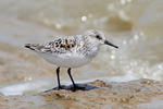 Bécasseau sanderling