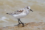 Bécasseau sanderling