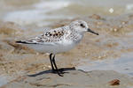 Bécasseau sanderling