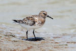 Bécasseau sanderling