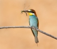 Bee-eater