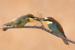 Bee-eater