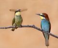 Bee-eater