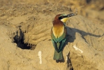 Bee-eater