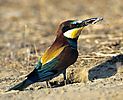 Bee-eater