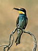 Bee-eater