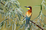 Bee-eater